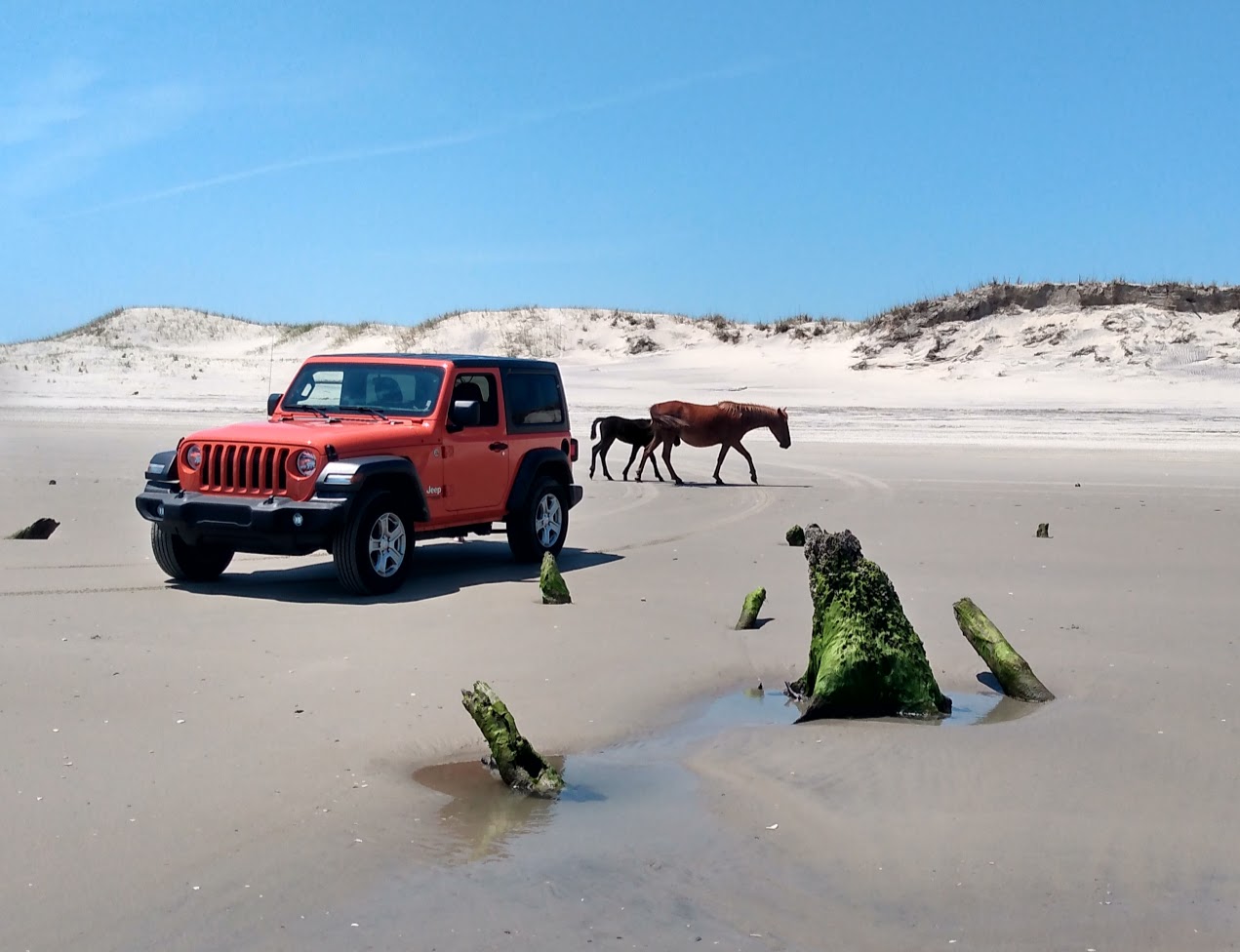 Carova 4x4 Beach – Wild Horses, Beach Driving & Hidden Hazards Orange Jeep parked on Carova Beach with wild horses walking near the dunes and exposed tree stumps in the sand.