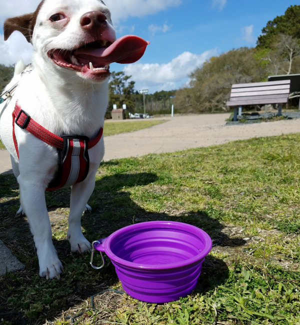 Dog enjoying a break with a water bowl while exploring the Outer Banks