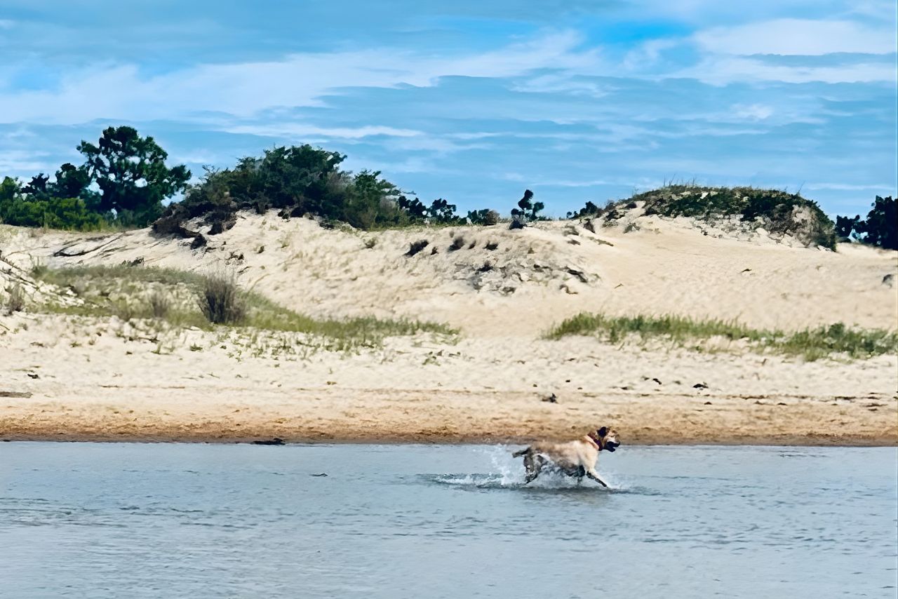 Dog enjoying the shallow sound waters near Jockey’s Ridge on the Outer Banks