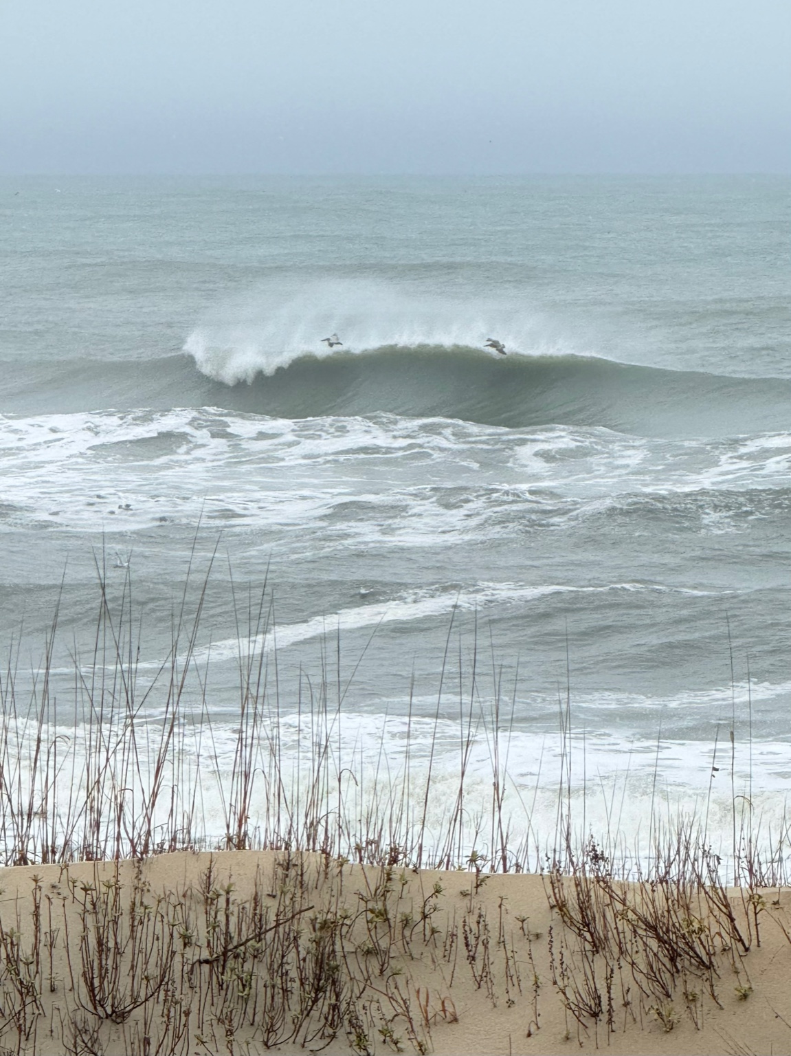 Pelicans playing in the waves during winter ocean conditions in Kitty Hawk
