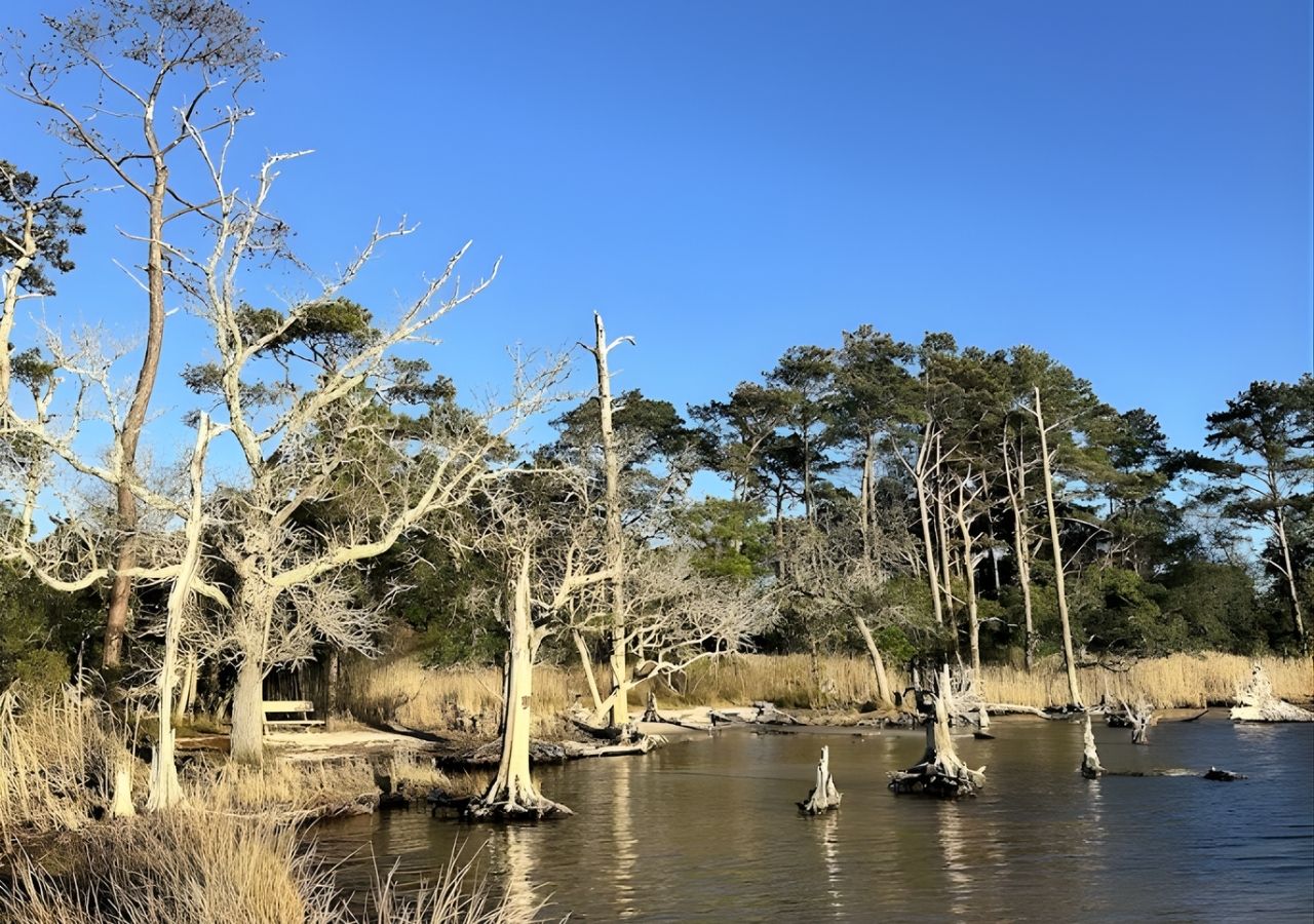 Maritime forest opening to a quiet soundside shoreline at the end of the Roanoke Trail in Nags Head Woods
