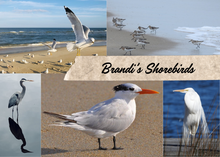 Brandi McMahan Shorebird Photos