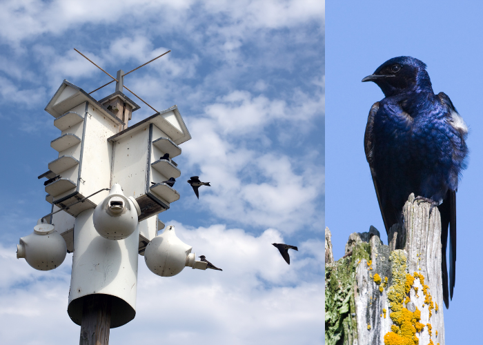 Purple Martin