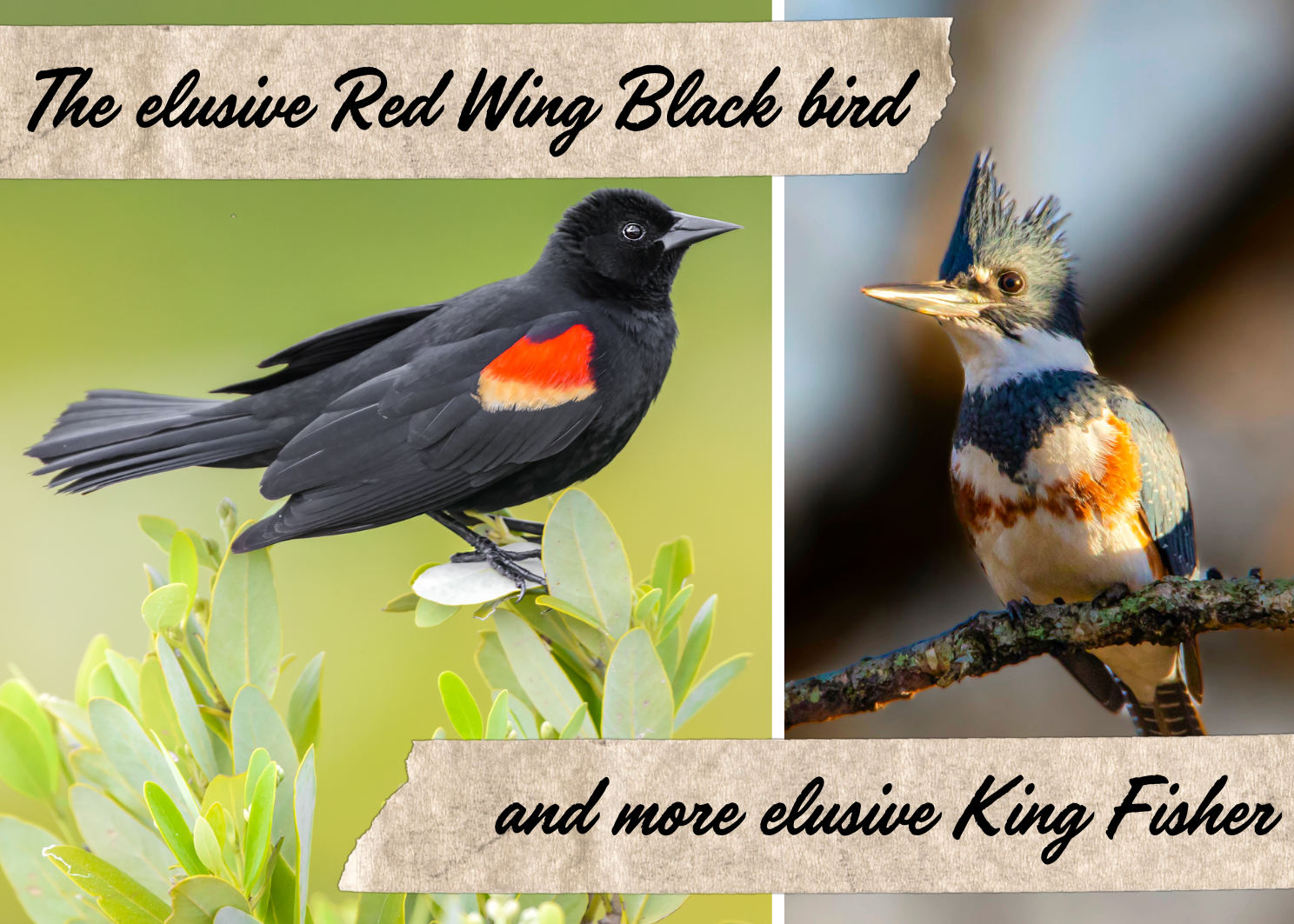 The elusive Red Wing Black bird and more elusive King Fisher 