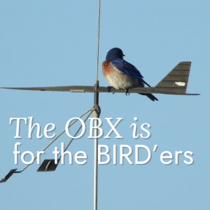 TheOBXisfortheBirdsTeaser