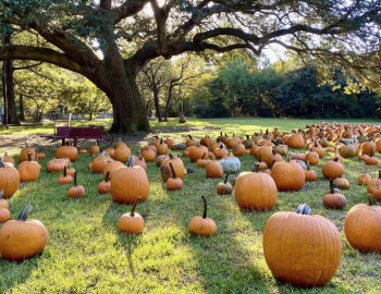 Pumpkin Patch Pumpkin Patch