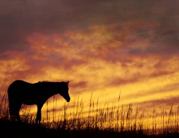 Outer Banks Wild Horses