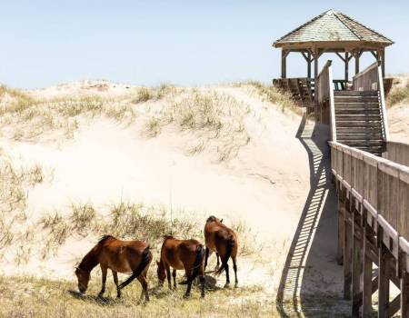 Wild horses visiting Bear Inn in Carova Wild horses visiting Bear Inn in Carova
