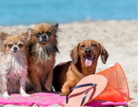 3-4 Dogs Allowed 3-4 Dogs Allowed