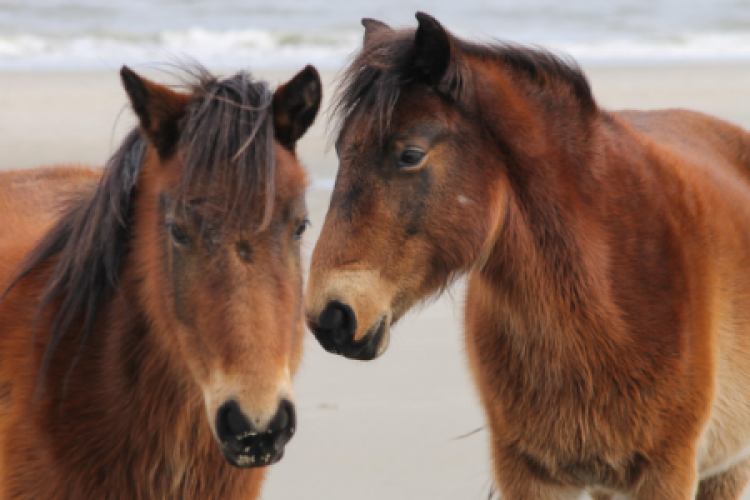 Corolla Wild Horse Tours