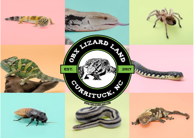 OBX Lizard Land OBX Lizard Land