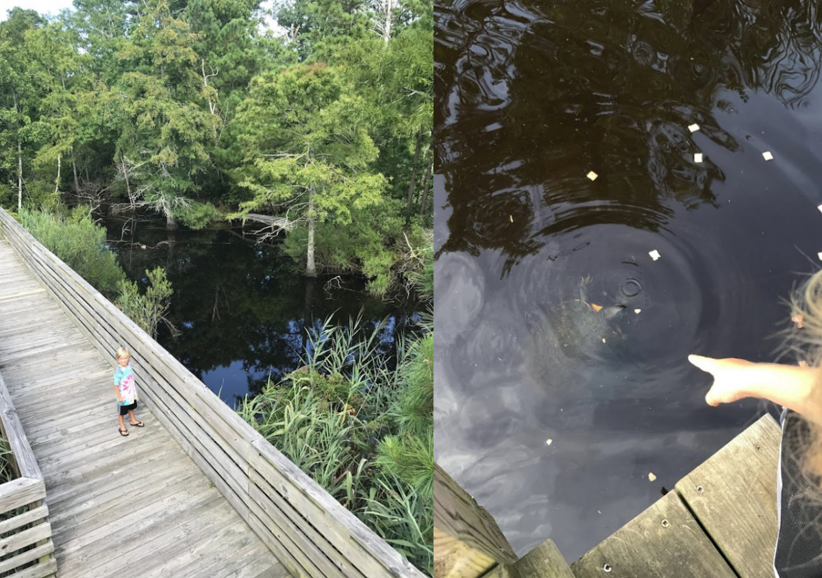 Beach Secret: Sandy Run Park (turtles)