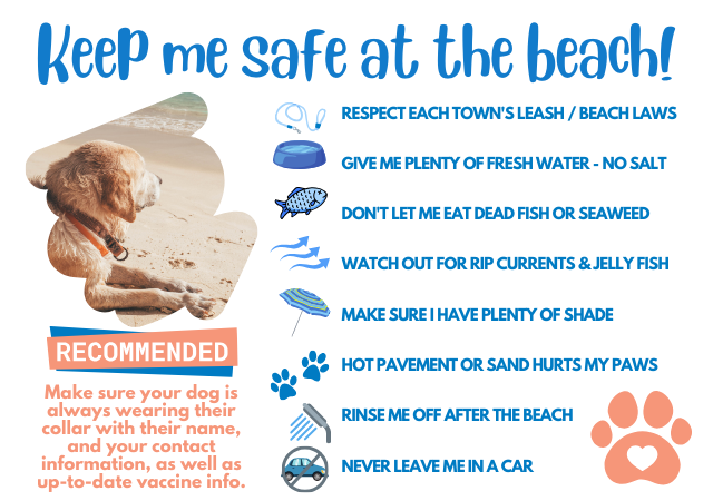 Dog Safety on the OBX