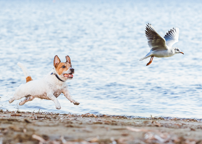 Dog chasing seagulls