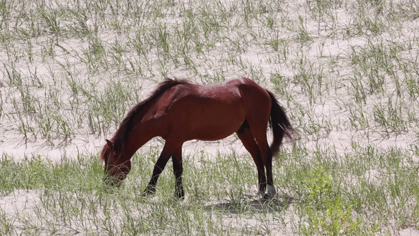 North Carolina's Wild Horses