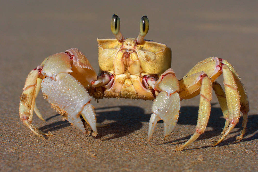 close up on a ghost crab