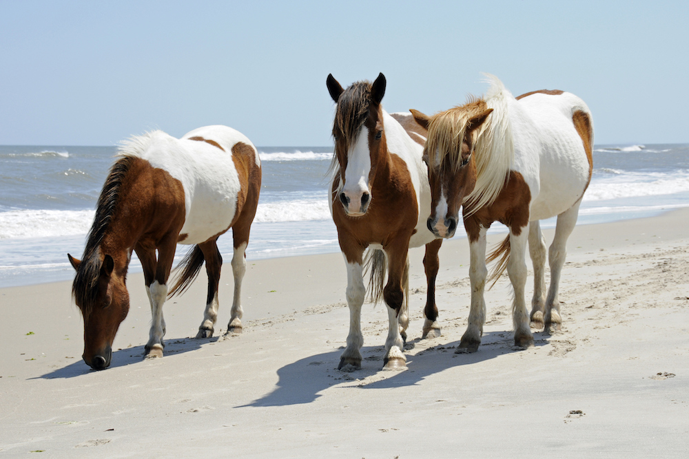 horses on beach