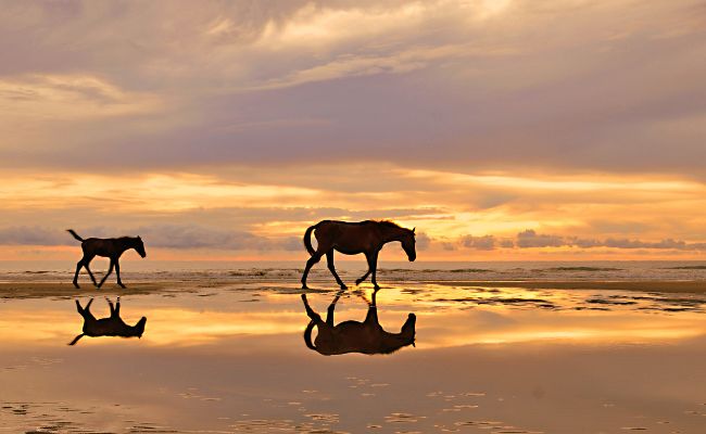 outer banks horses