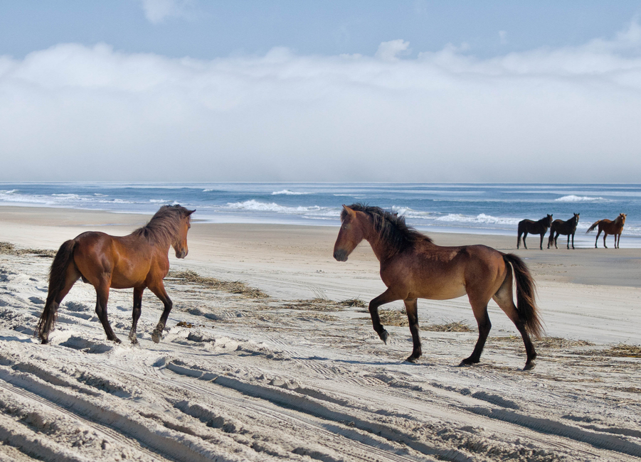 carova wild horses